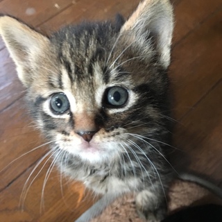 生後３週間の子猫の里親になって頂ける方。