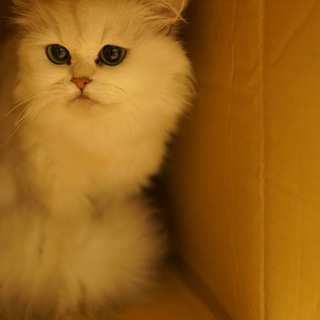 ふぁふぁ小さな女の子  鈴白さん