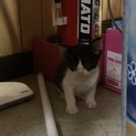 白×黒甘えん坊な子猫