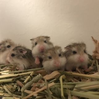 ノーマルロボロフスキーハムスター里親募集中