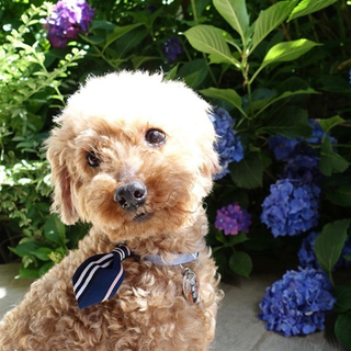 甘えん坊トイプードル♀推定7～8歳