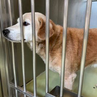 人が大好きな健気なジィ