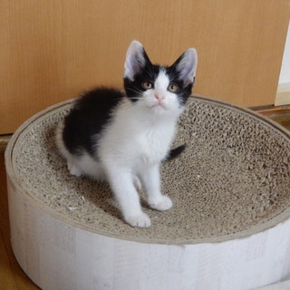 おしゃまで快活な和美ちゃん