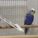 セキセイインコ 10ヶ月の女の子
