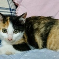 3か月ミケ猫  人慣れ抜群