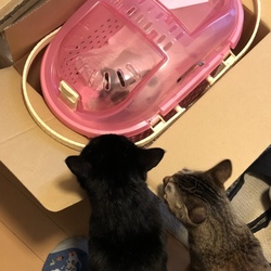 「最近の２匹」サムネイル2