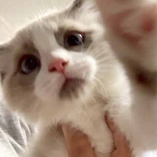 まだ仔猫ちゃんラグ男の子