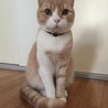 大きな音が苦手で臆病です！鼻のシミが特徴で名前とお腹空いていればご飯の声に反応します。