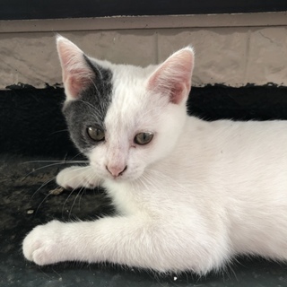 シッポナに似てる子猫