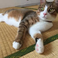 セト