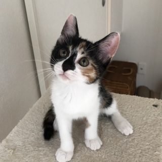 超キュートな三毛女のさっちゃん