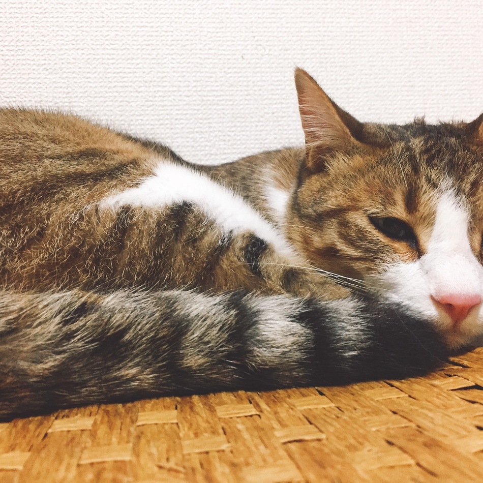 セトのカバー写真