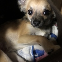 ふぉーん