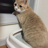 きなこ