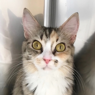 ピアノちゃん　推定2才