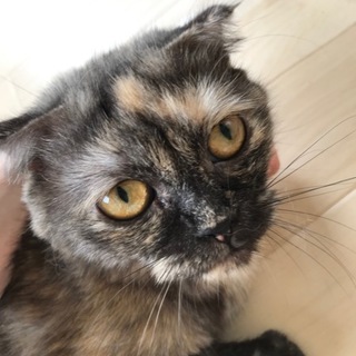 アルトちゃん　推定2才