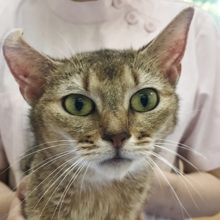 ショパンちゃん　推定3才