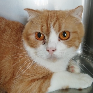 シャープちゃん　推定2才