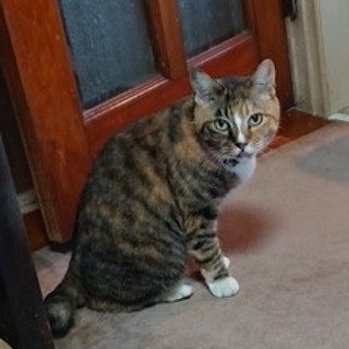 事故で後ろ足を切断しましたが、元気なナナちゃんです