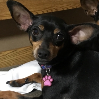 活発で好奇心いっぱい！にまめちゃん