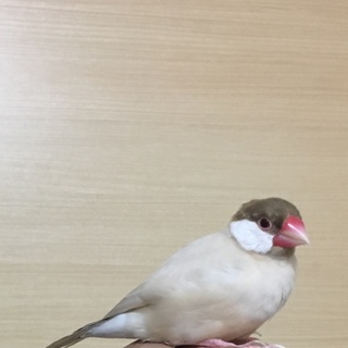 里親決まりました。ありがとうございました。