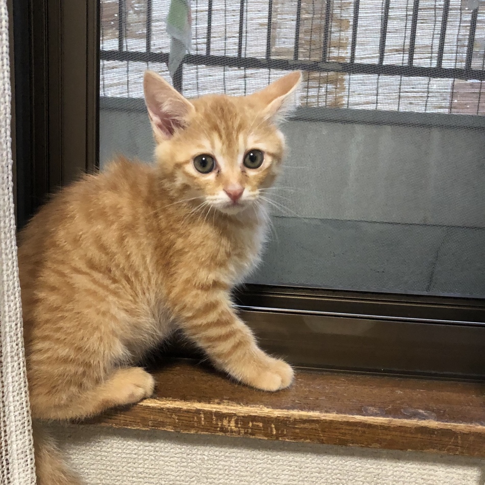 深堀歩実のカバー写真