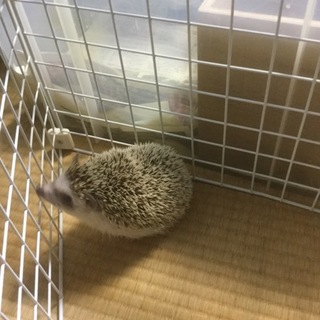 ハリネズミの男の子