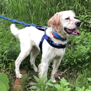 穏やかで人馴れしたセッター♂ヘンリー