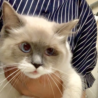 ちょっぴり小柄ラグ女の子