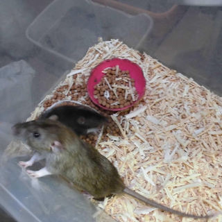 ファンシーラットの里親を探しています。