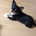里親募集です