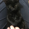 元気いっぱい！可愛い黒猫ちゃん