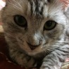 大浦こぶり