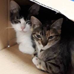 保護猫ちゃんたち