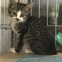 キジトラの雄猫です！