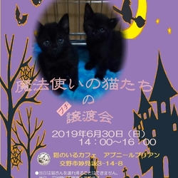 魔法使いの猫達のプチ譲渡会