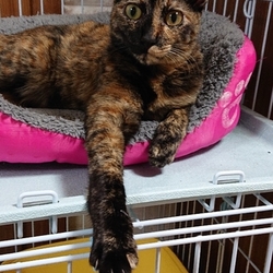 魔法使いの猫達のプチ譲渡会 サムネイル2