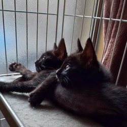 魔法使いの猫達のプチ譲渡会 サムネイル3