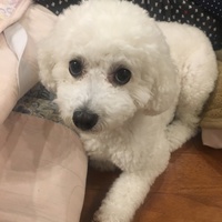 臼井あんず