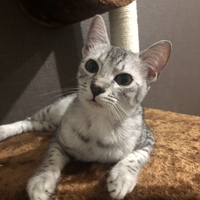 ラウル
