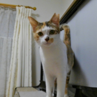 三毛猫らしい三毛猫ちゃんです