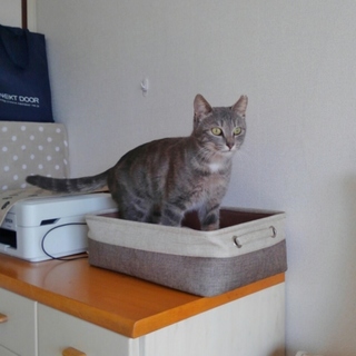 美人なグレちゃん