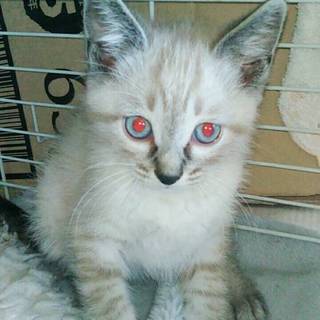 シャムミックスの男の子♂️濃い色