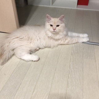 ペルシャxノルウェージャン5か月です！