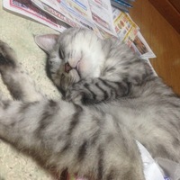 こぶり