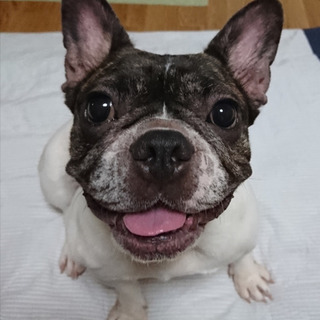 フレブルみことちゃん