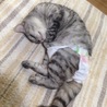 の写真