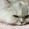 の写真