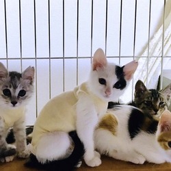 ＊子猫30匹以上〜譲渡会＊一時預かりボランティアさん募集説明会