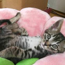 ＊幸せ探しのネコ譲渡会＊子猫〜